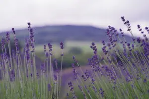 A field of purple flowers in the foreground.