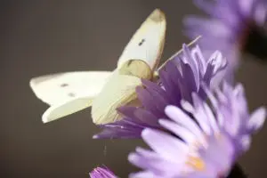 A butterfly is flying around the purple flower.