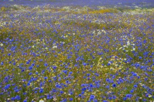 A field of flowers with many different colors